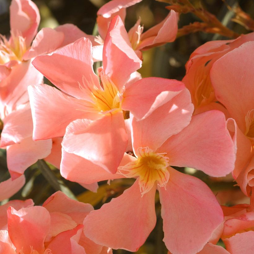 Laurier rose - Nerium oleander Saumon (Flowering)