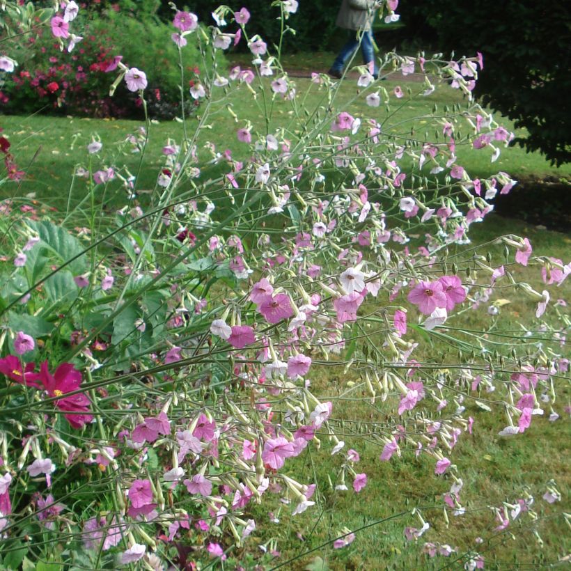 Tabac d'ornement - Nicotiana Marshmallow (Plant habit)