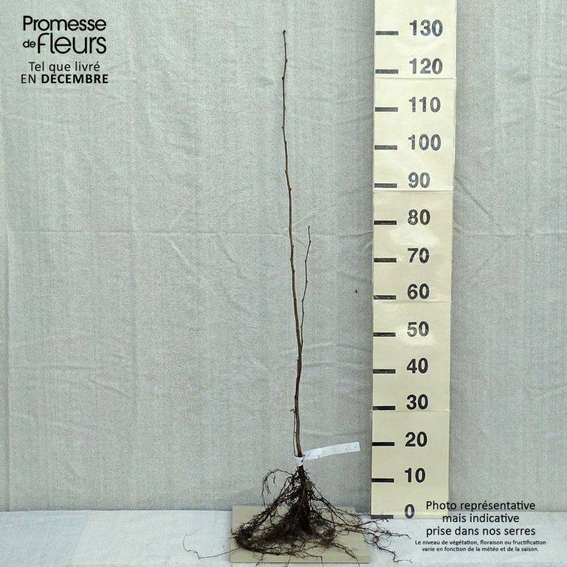 Example of Noisetier commun - Corylus avellana en racines nues Petites Racines nues as you get in hiver
