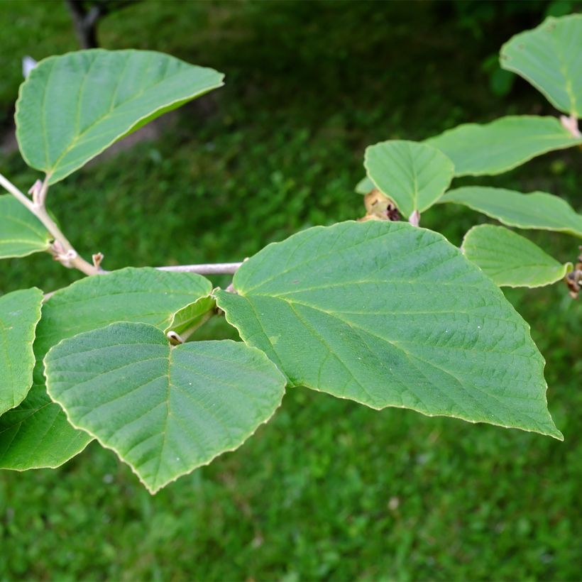 Hamamelis (x) intermedia Aurora - Noisetier de sorcière (Foliage)