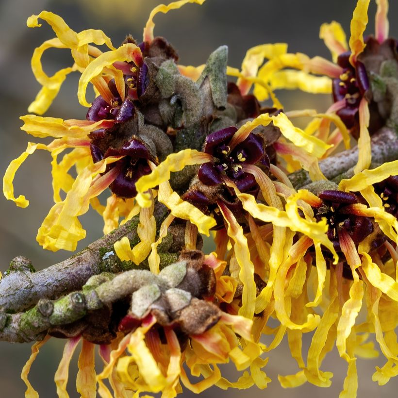 Hamamelis (x) intermedia Aurora - Noisetier de sorcière (Flowering)