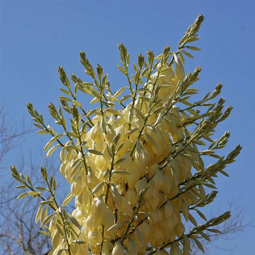 Nolina nelsonii - Noline bleue (Flowering)
