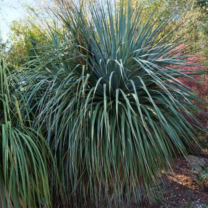 Nolina nelsonii - Noline bleue (Plant habit)
