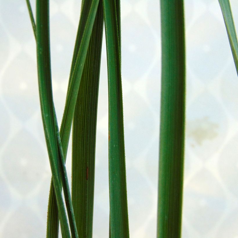 Nolina nelsonii - Noline bleue (Foliage)