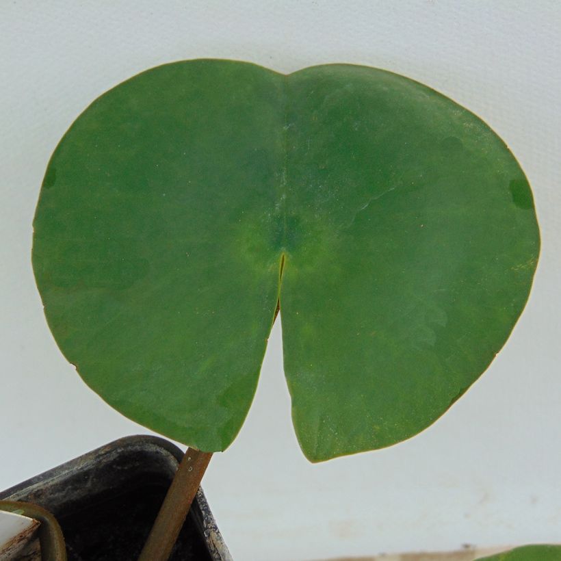 Nymphaea Attraction - Nénuphar rouge  (Foliage)