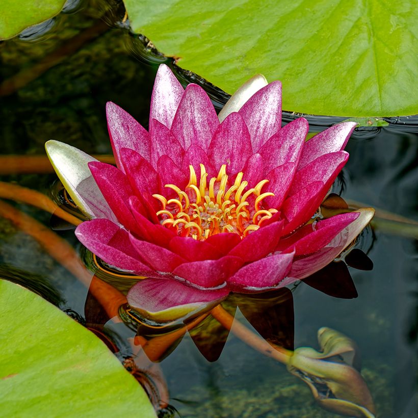 Nymphaea Attraction - Nénuphar rouge  (Flowering)