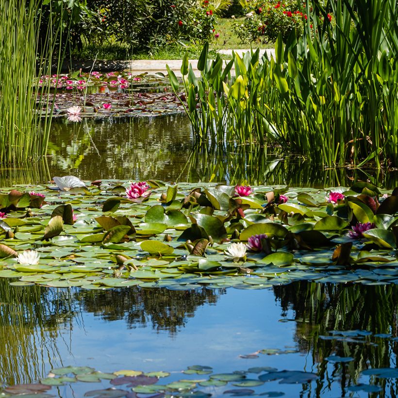 Nymphaea Attraction - Nénuphar rouge  (Plant habit)