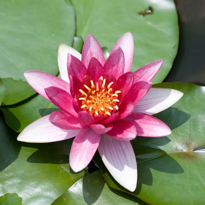 Nymphaea Burgundy Princess - Nénuphar rustique (Flowering)