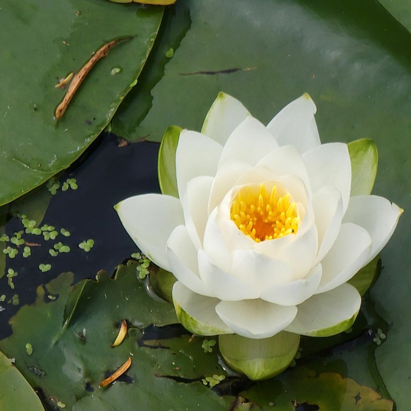Nymphaea candida - Nénuphar luisant (Flowering)