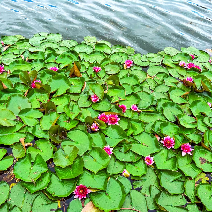 Nymphaea Escarboucle - Nénuphar rustique rouge (Plant habit)