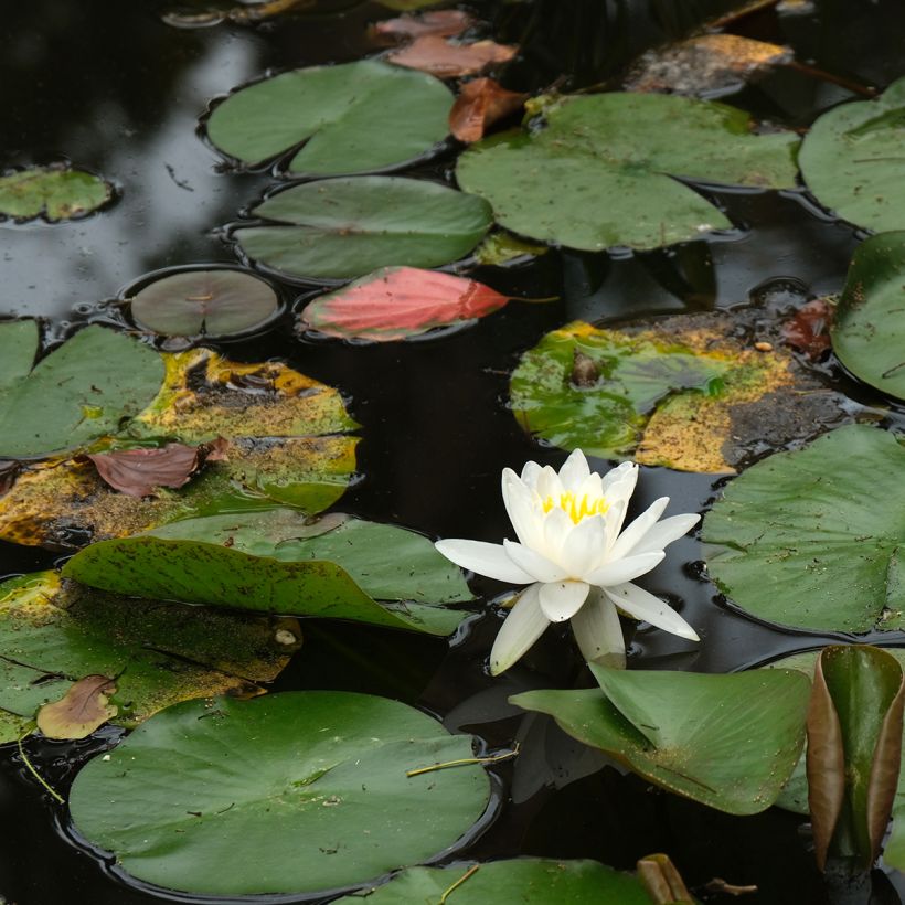 Nymphaea Evelyn Stetson - Nénuphar rustique blanc (Plant habit)