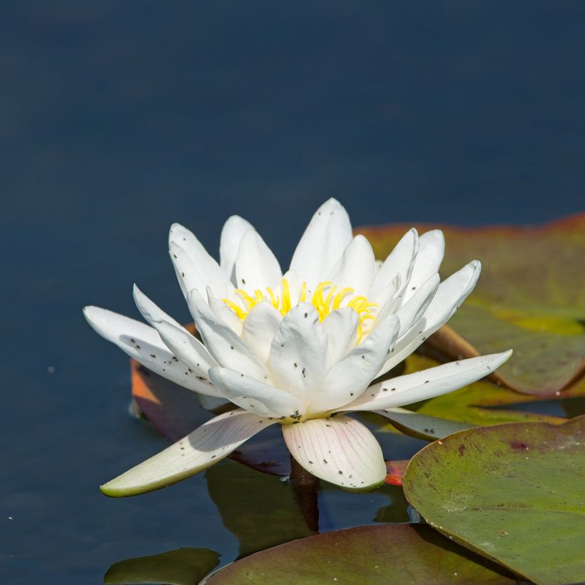 Nymphaea Gladstoniana - Nénuphar rustique (Flowering)