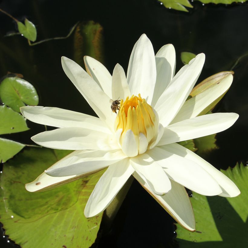 Nymphaea Hal Miller - Nénuphar blanc rustique (Flowering)