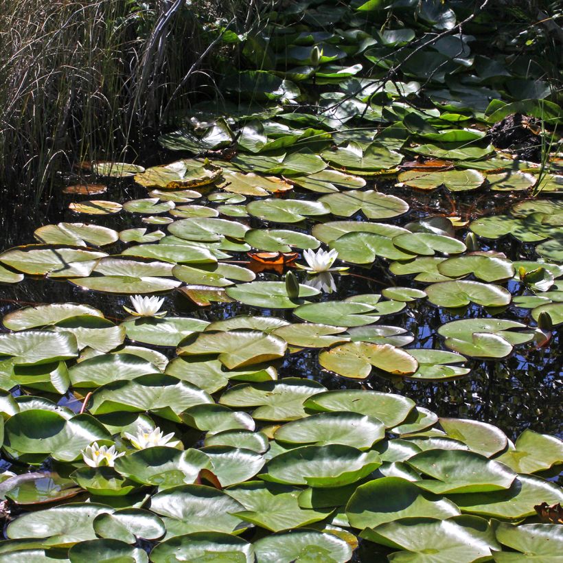 Nymphaea Marliacea Albida - Nénuphar rustique (Plant habit)