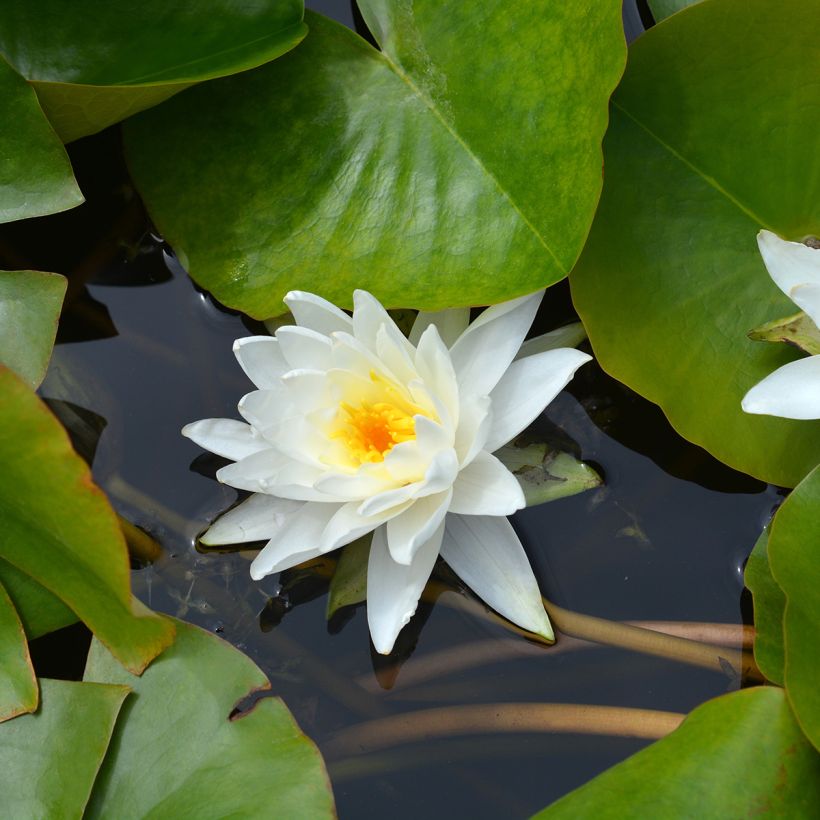 Nymphaea Perry's Double White - Nénuphar rustique (Flowering)