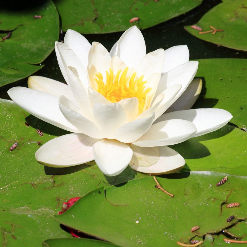 Nymphaea Pygmaea Alba - Nénuphar nain rustique (Flowering)