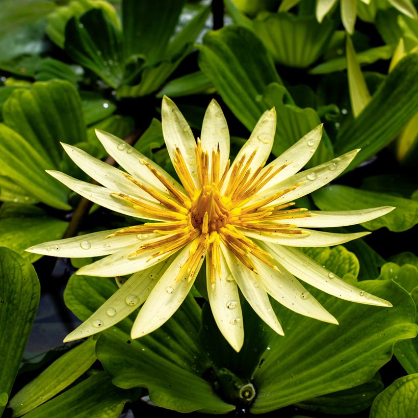 Nymphaea St. Louis Gold - Nénuphar tropical jaune (Flowering)