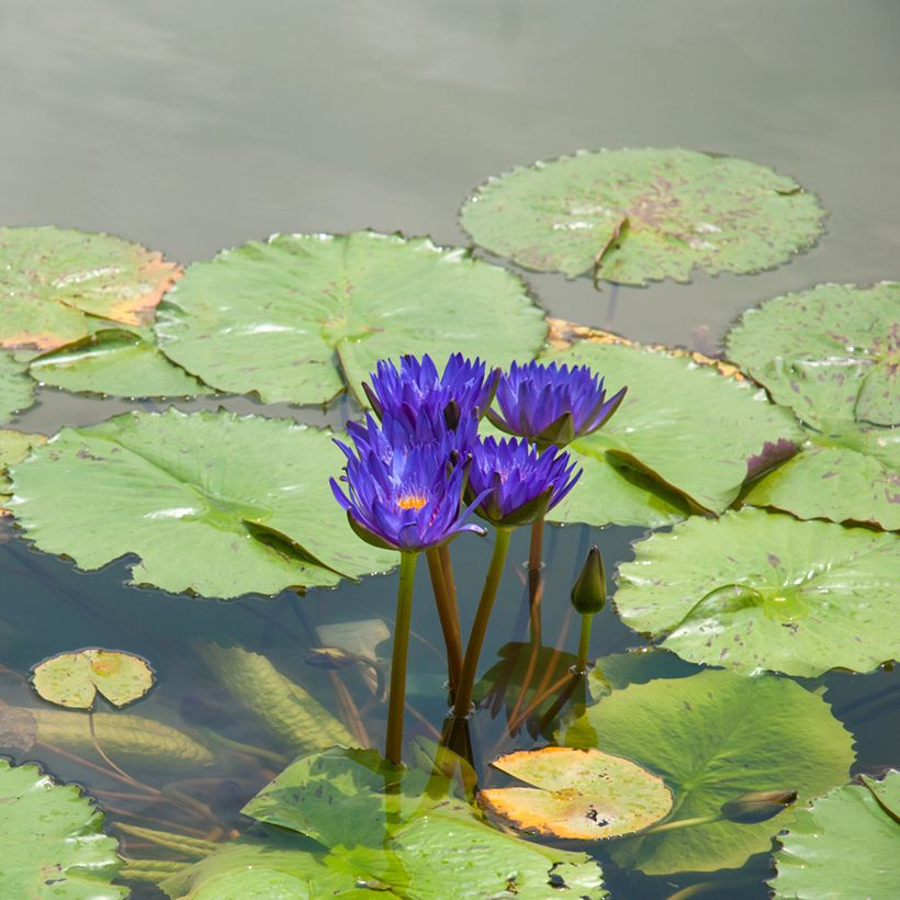 Nymphaea Tina - Nénuphar tropical (Plant habit)