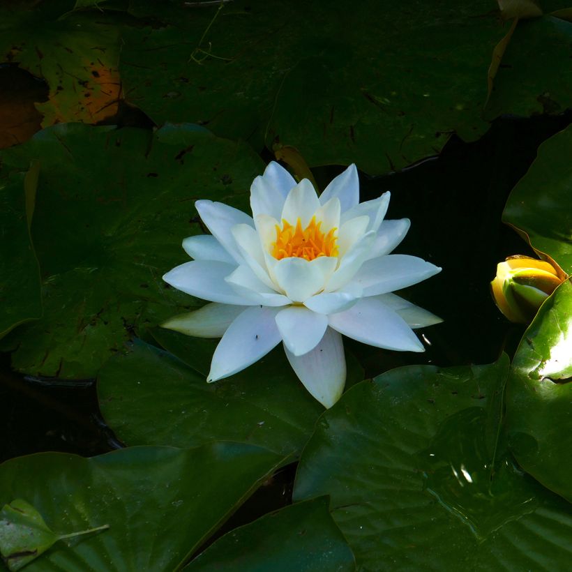 Nymphaea Odorata Alba - Nymphée odorante (Flowering)