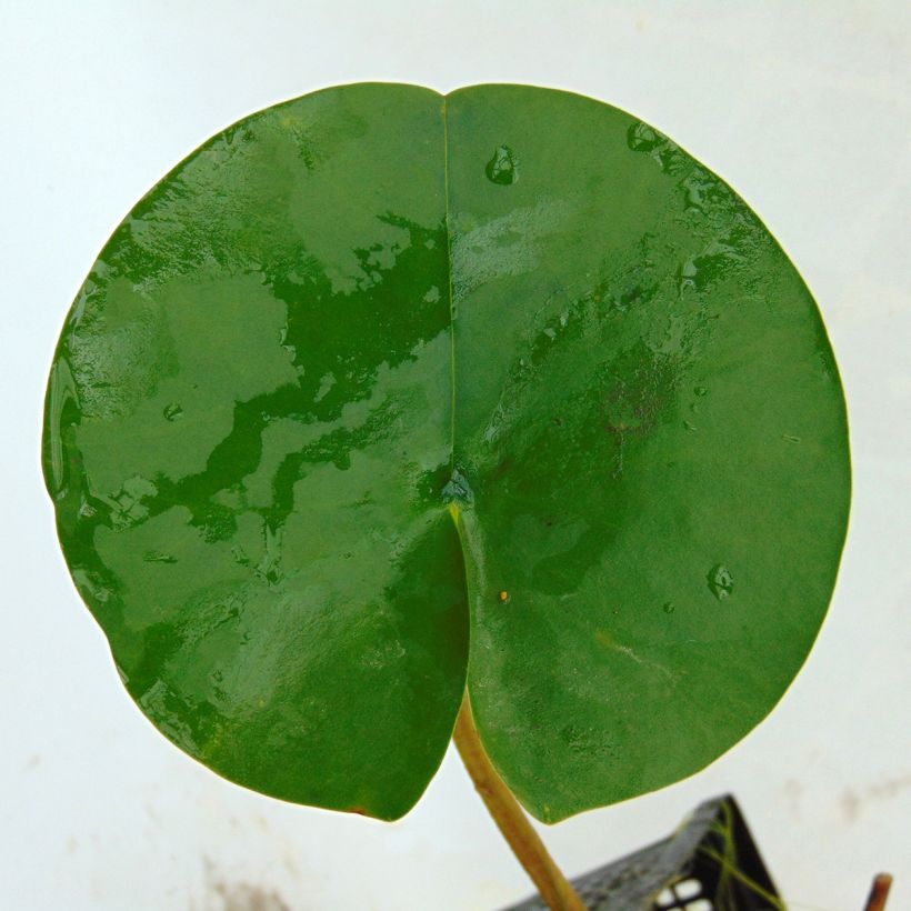 Nymphaea tetragona - Nénuphar nain blanc (Foliage)