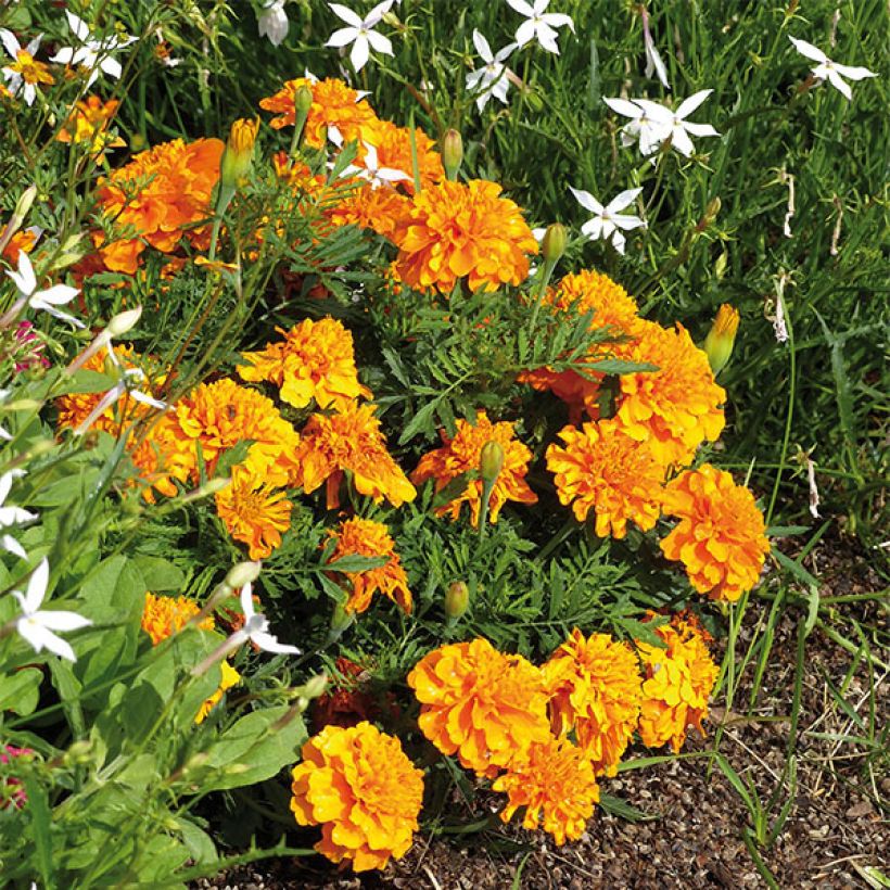 Oeillet d'Inde Bonanza Orange (Plant habit)