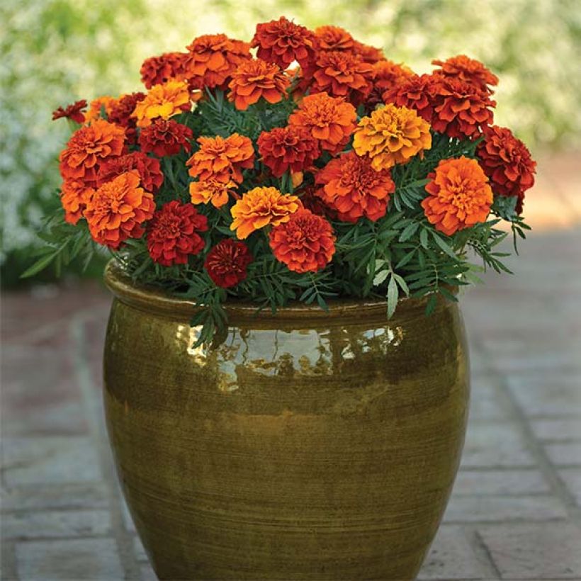 Oeillet d'Inde Fireball (Plant habit)