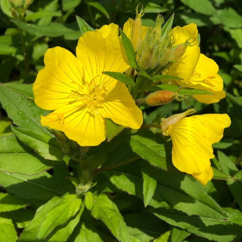 Oenothère Michelle Ploeger - Oenothera fruticosa Michelle Ploeger  (Foliage)