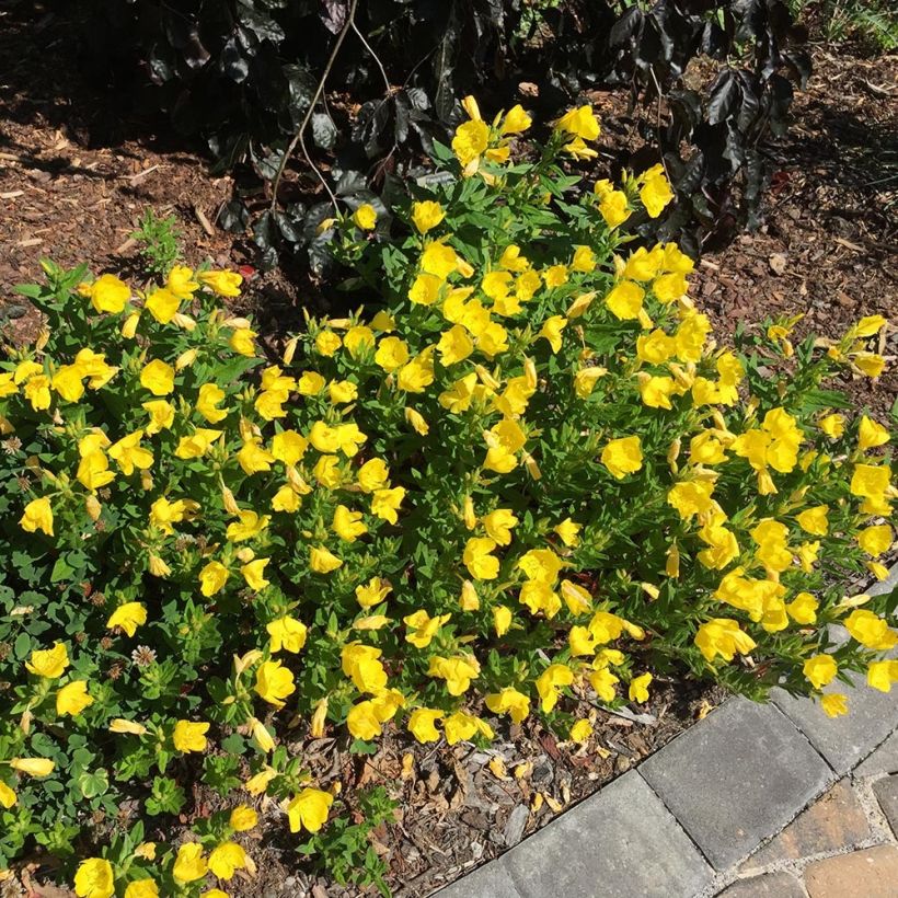 Oenothère Michelle Ploeger - Oenothera fruticosa Michelle Ploeger  (Plant habit)