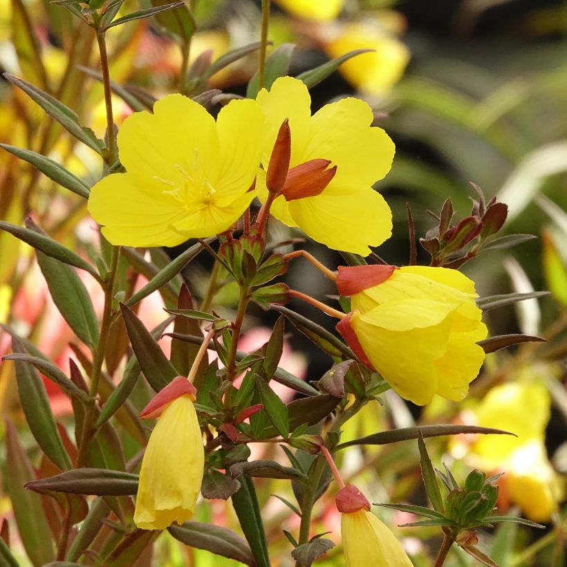 Oenothera fruticosa Sonnenwende - Onagre (Flowering)