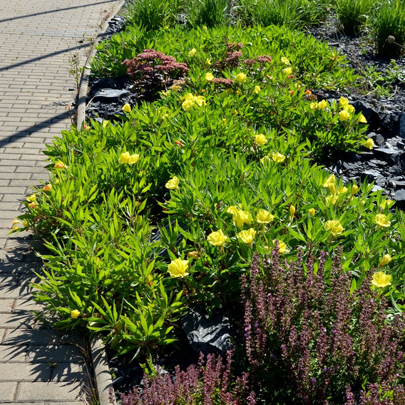 Oenothera missouriensis - Onagre du Missouri (Plant habit)
