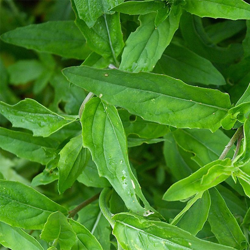 Oenothera speciosa - Oenothère rose (Foliage)