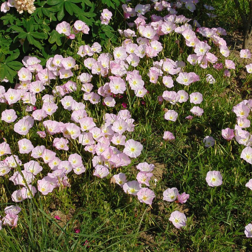 Oenothera speciosa - Oenothère rose (Plant habit)