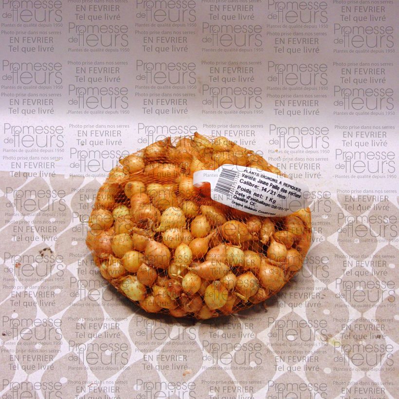 Example of Oignon jaune Paille des Vertus - Allium cepa en plants Pièce size 14/21 mm as you get