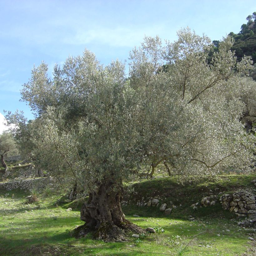 Olivier sur tige - Olea europaea (Plant habit)