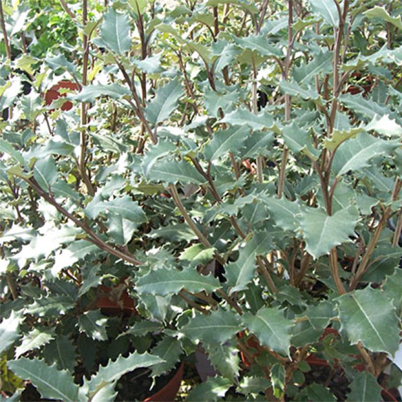 Olearia macrodonta Major - Houx de Nouvelle-Zélande (Foliage)