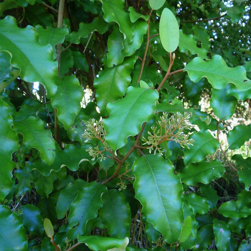 Olearia paniculata - Aster en arbre (Foliage)