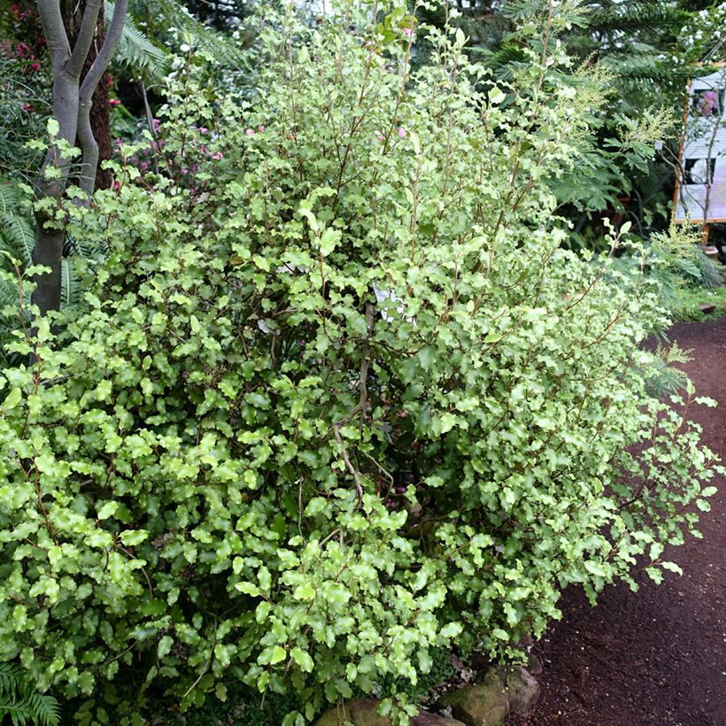 Olearia paniculata - Aster en arbre (Plant habit)