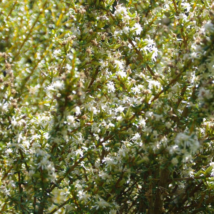 Olearia solandri Aurea  (Flowering)