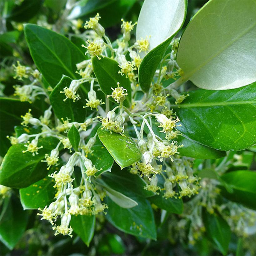 Olearia traversii (Flowering)