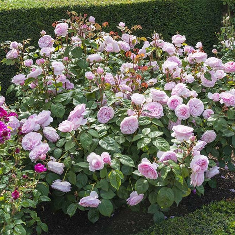 Rosier David Austin Olivia Rose Austin  (Plant habit)