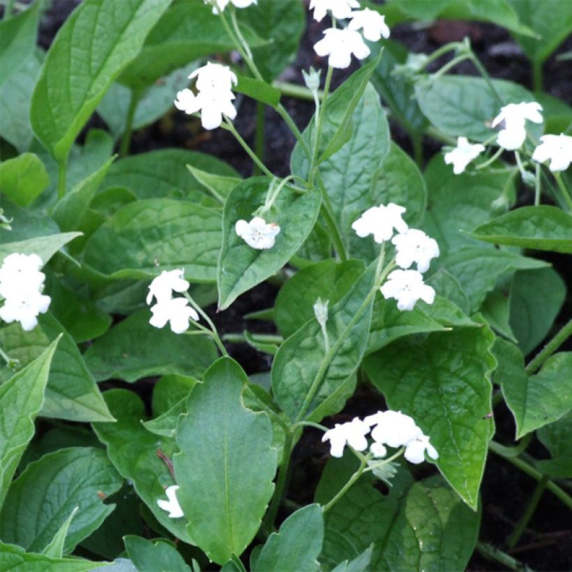 Omphalodes verna Alba - Petite bourrache blanche (Flowering)