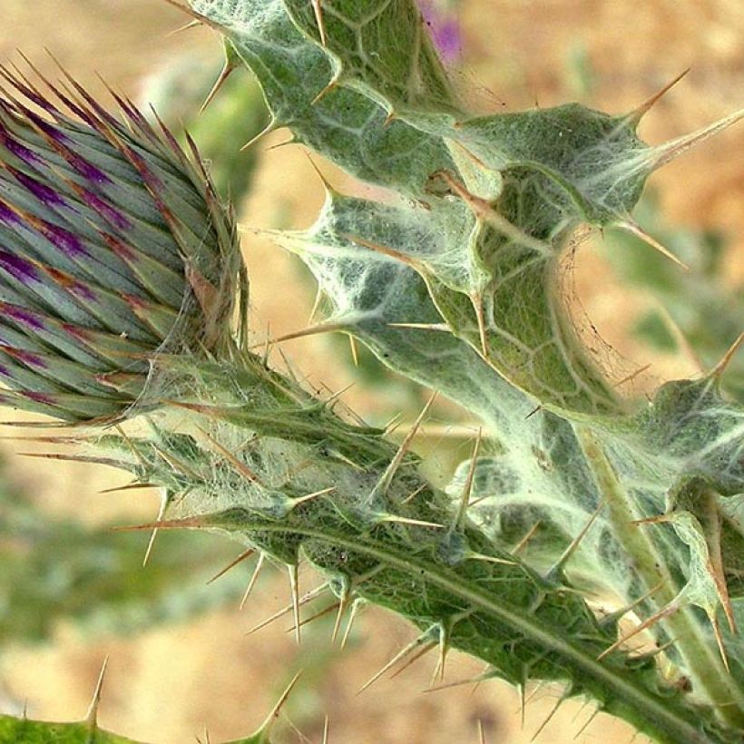 Chardon aux ânes - Onopordum nervosum (Foliage)
