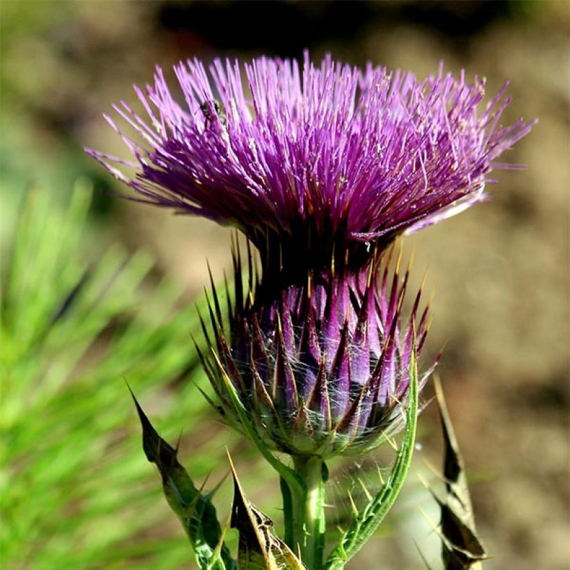 Chardon aux ânes - Onopordum nervosum (Flowering)