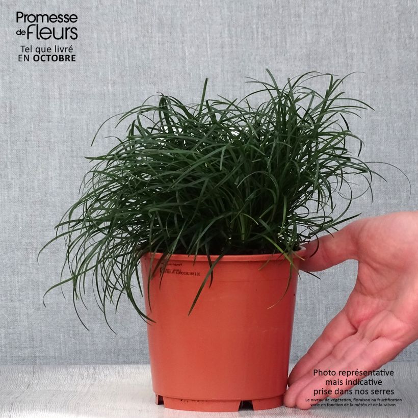 Example of Ophiopogon chingii - Herbe aux turquoises Pot de 1L/1,5L as you get in automne