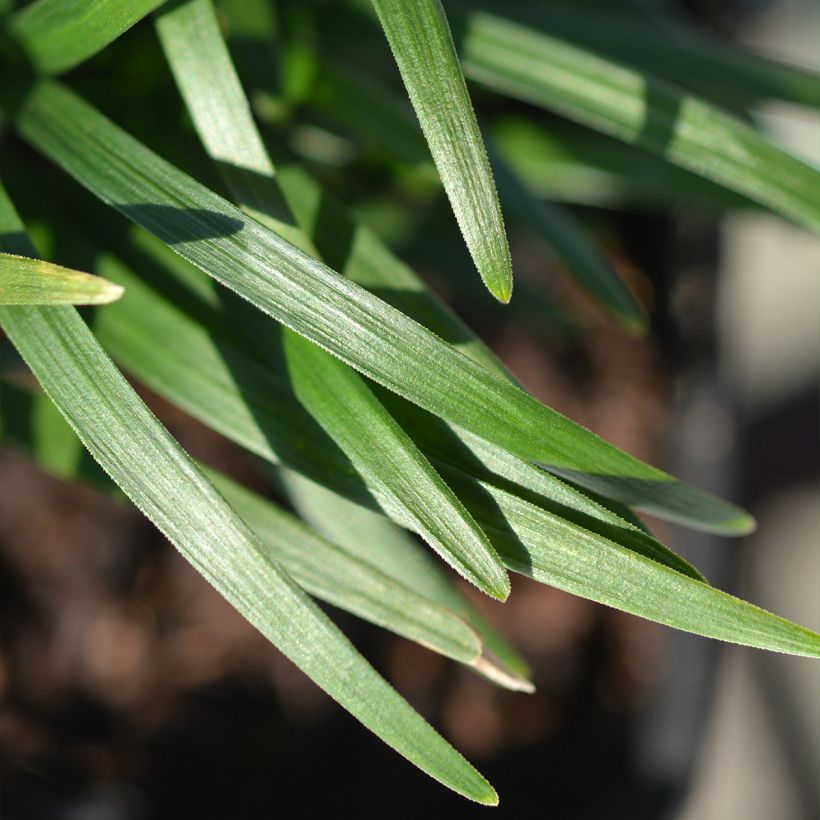 Ophiopogon japonicus Minor - Barbe de serpent ou Herbe aux turquoises (Foliage)