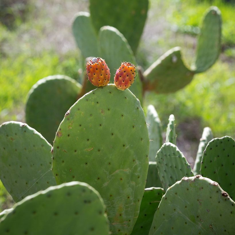 Opuntia aciculata - Cactus raquette (Harvest)