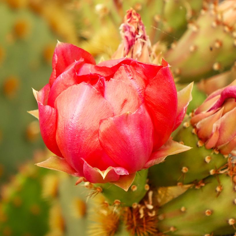 Opuntia aciculata - Cactus raquette (Flowering)