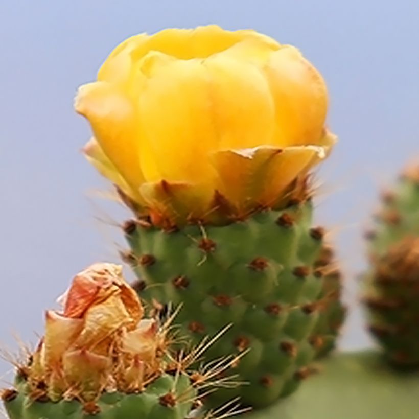 Opuntia Alta - Cactus (Flowering)
