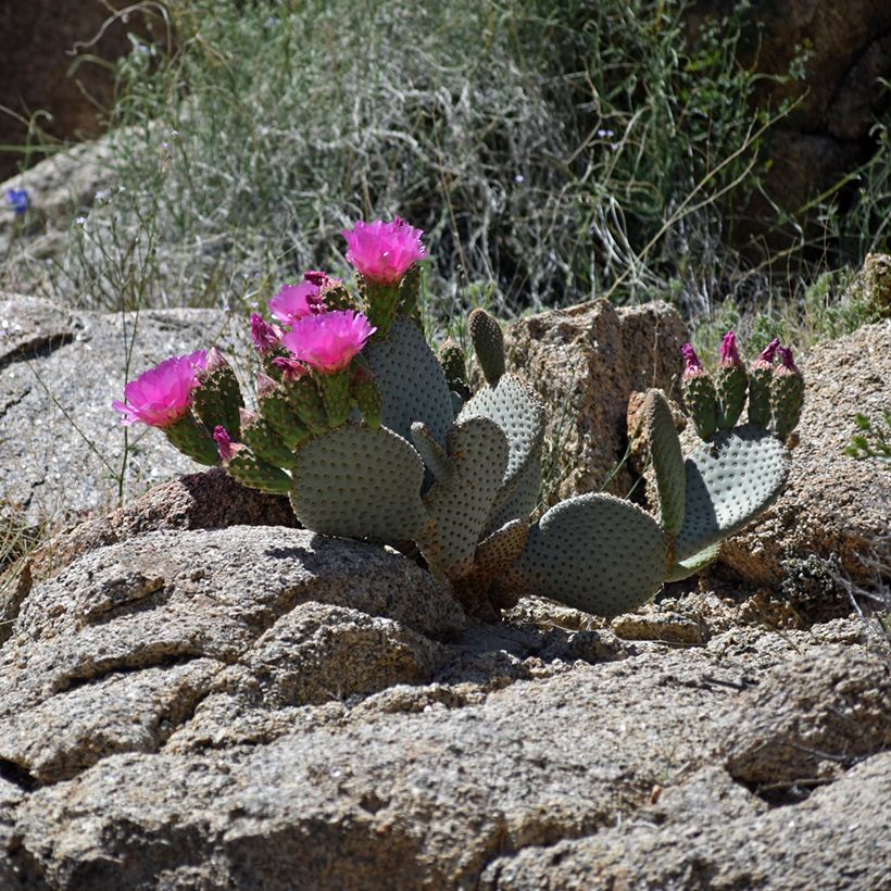 Opuntia basilaris - Cactus raquette (Plant habit)
