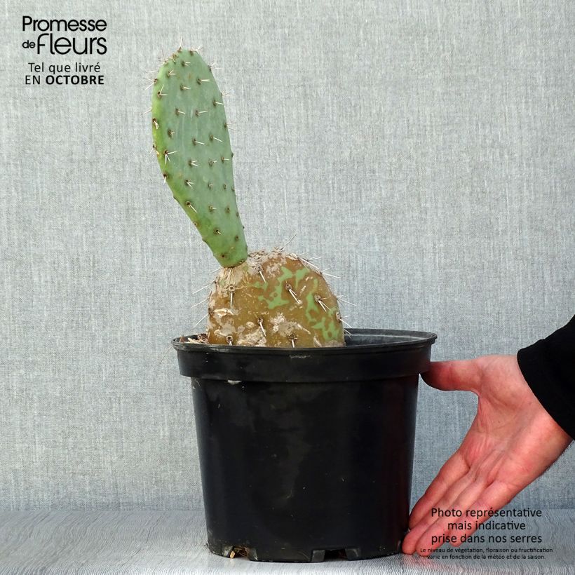Example of Opuntia engelmannii - Cactus raquette Pot de 4L/5L as you get in automne